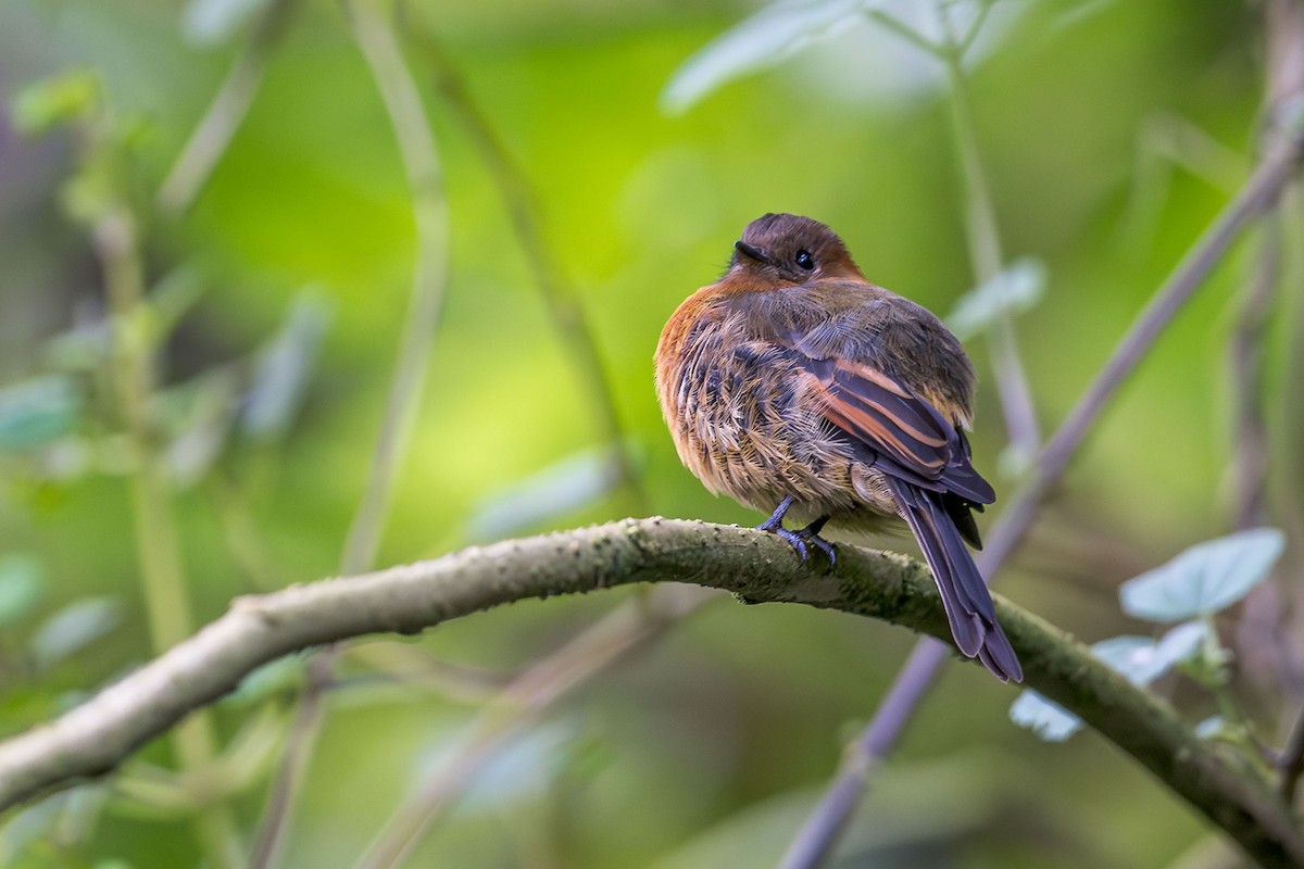 Cinnamon Flycatcher (Andean) - ML614073135