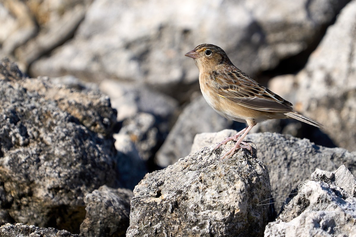 Grasshopper Sparrow - ML614073141