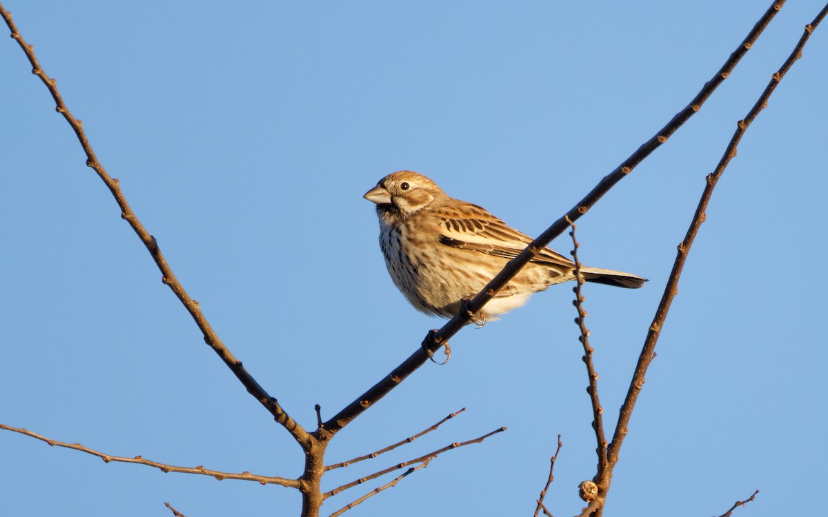 Lark Bunting - ML614073211