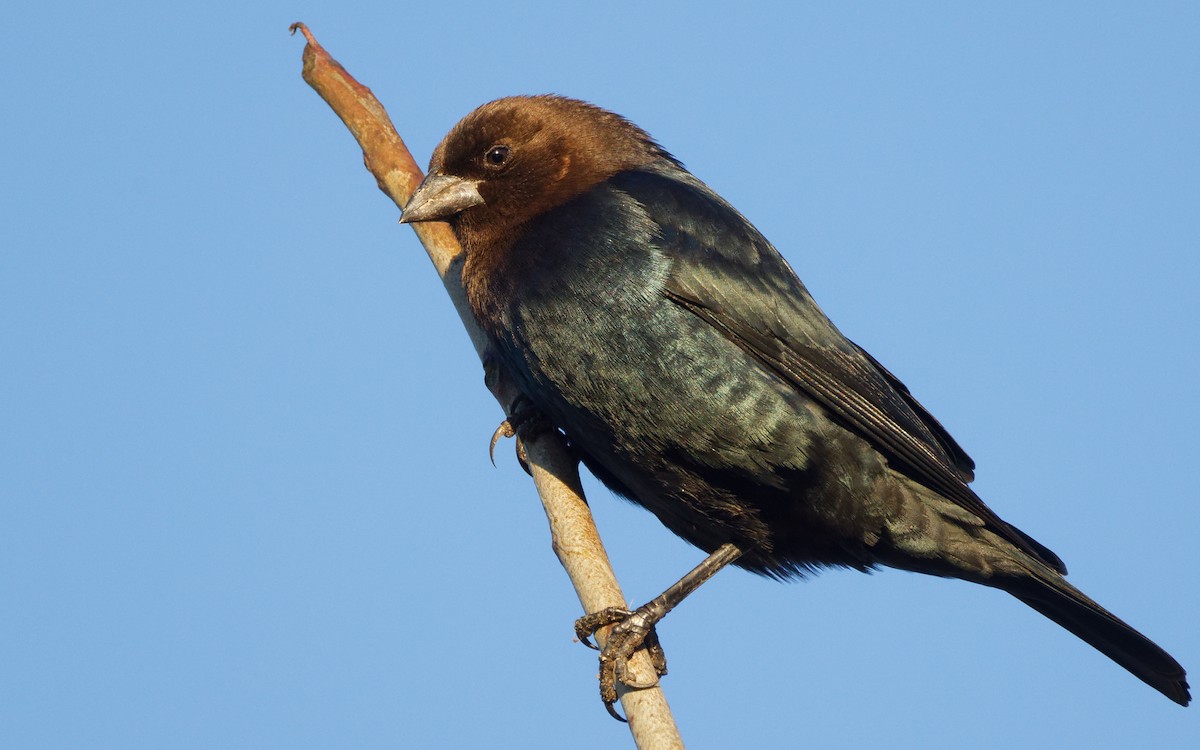 Brown-headed Cowbird - Brent Cox