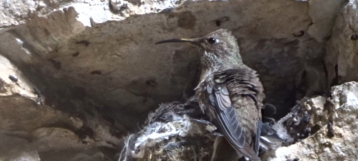 Colibrí Cordillerano - ML614073217