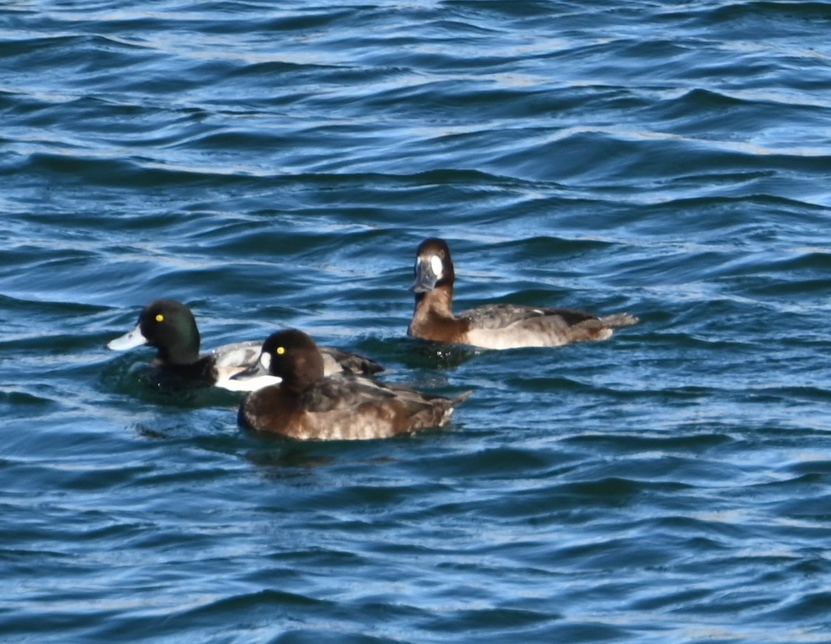 Greater Scaup - ML614073313