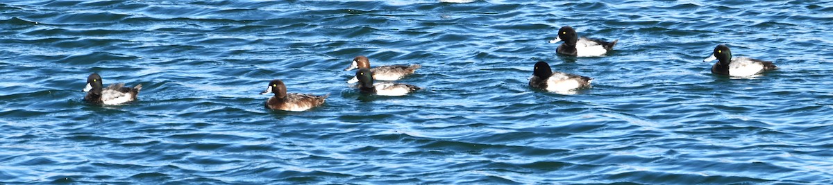 Greater Scaup - ML614073314