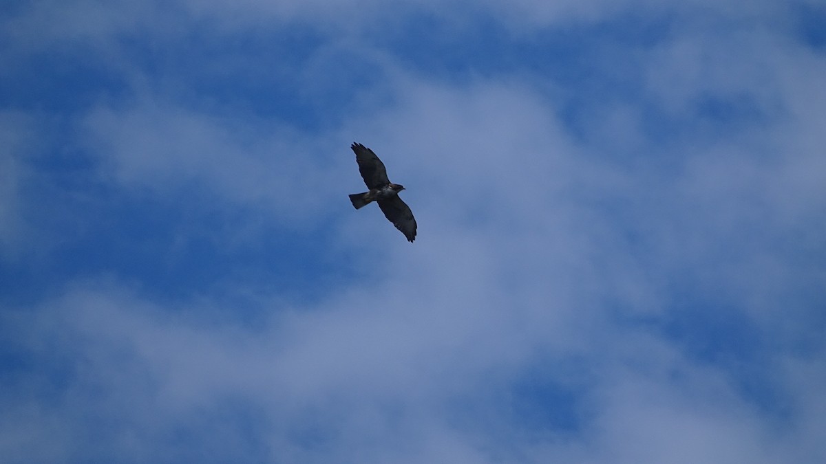 White-throated Hawk - Rodrigo Velli