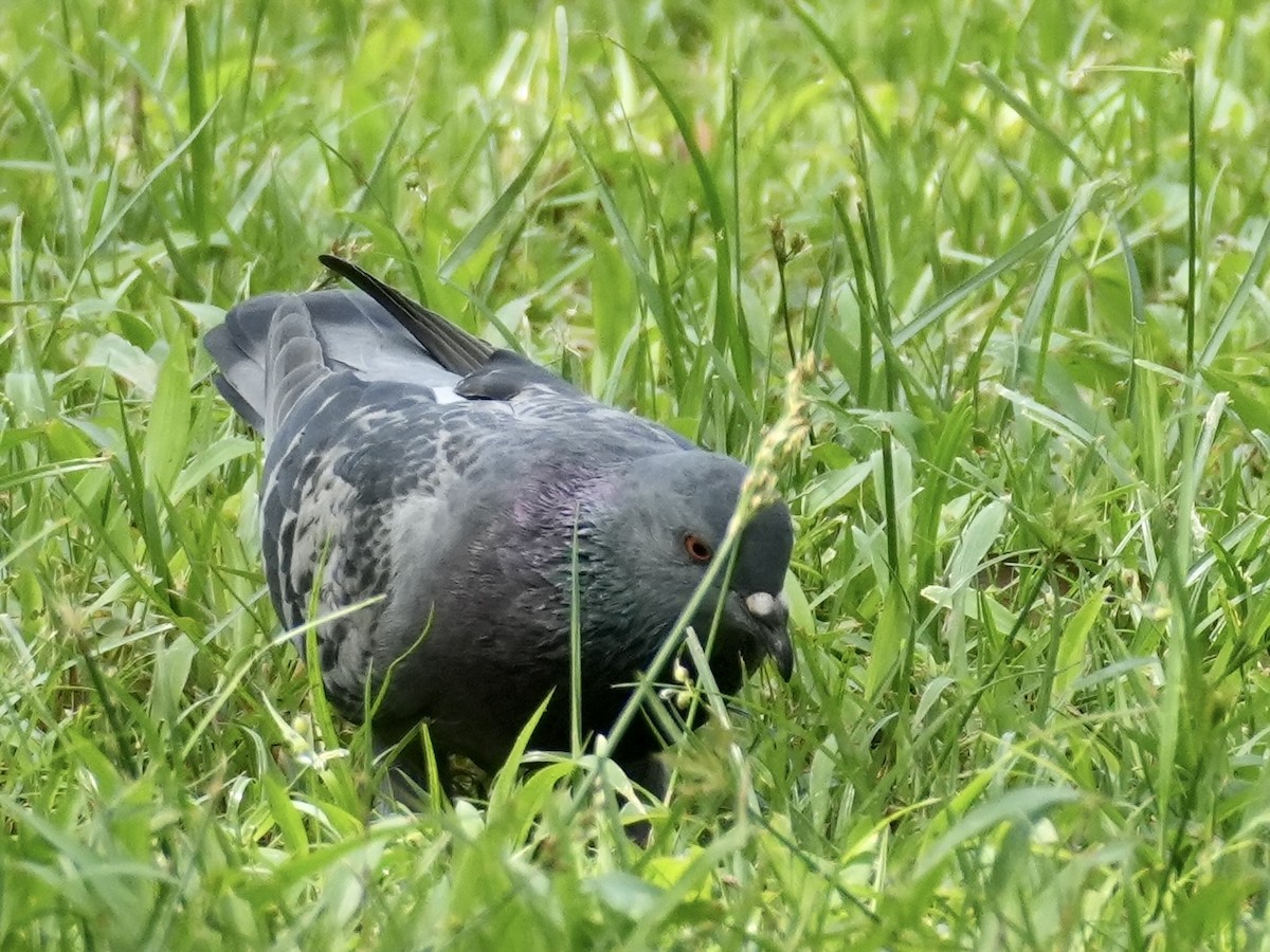 Rock Pigeon (Feral Pigeon) - ML614073319