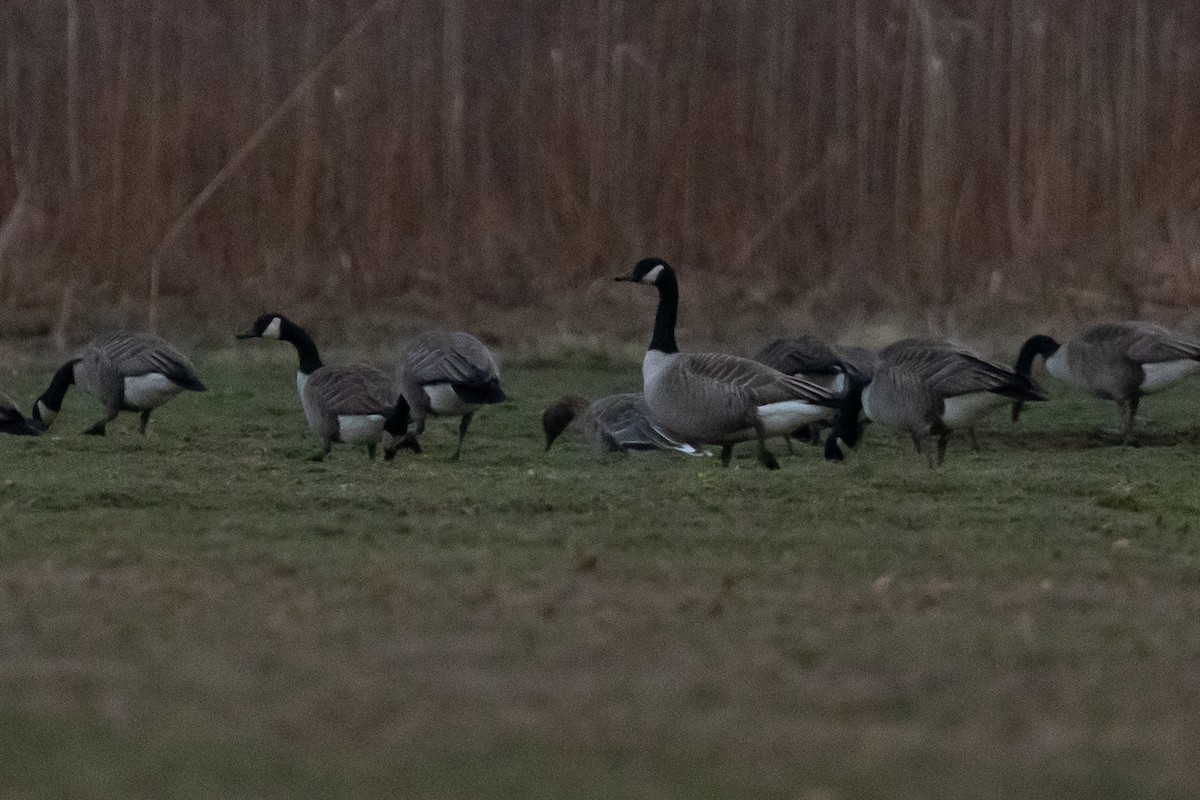 Pink-footed Goose - ML614073342