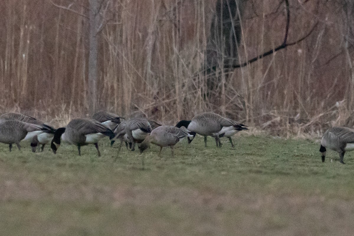 Pink-footed Goose - ML614073343