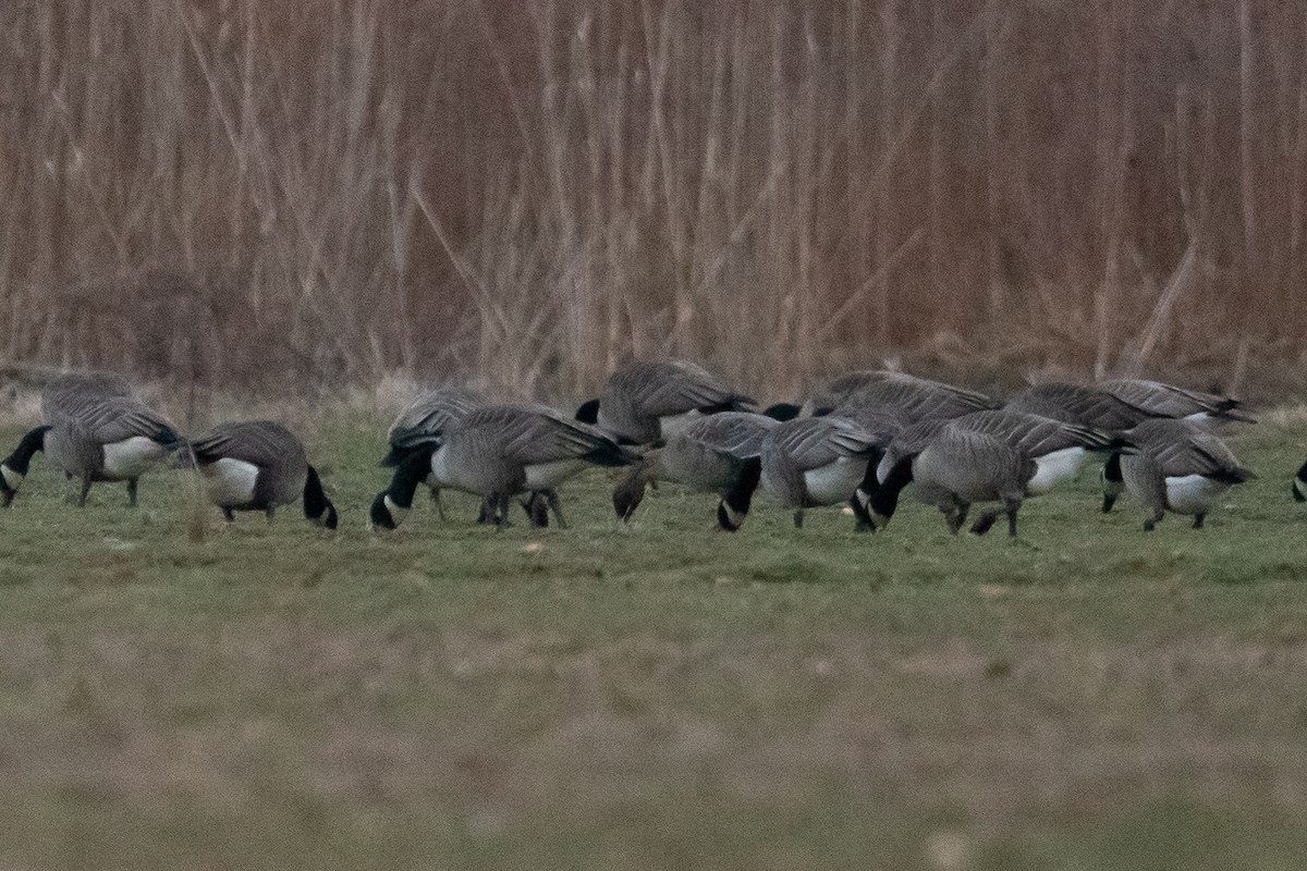 Pink-footed Goose - ML614073344