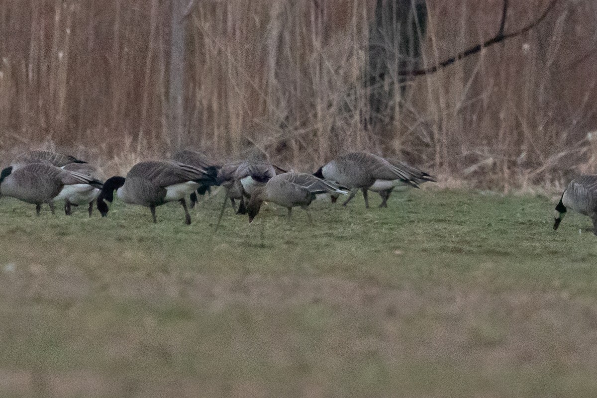 Pink-footed Goose - ML614073346