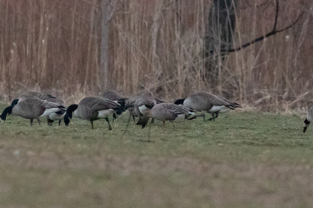 Pink-footed Goose - ML614073347