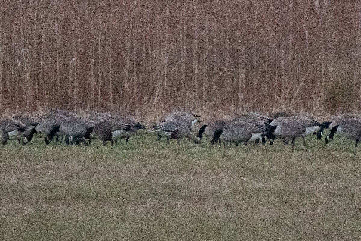 Pink-footed Goose - ML614073349