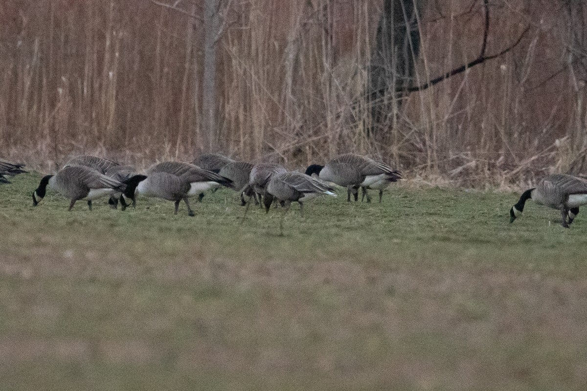 Pink-footed Goose - ML614073350