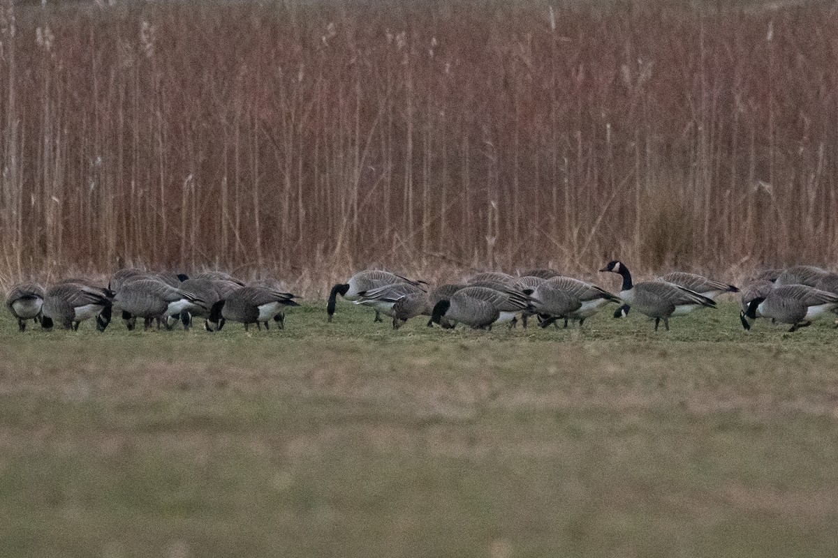 Pink-footed Goose - ML614073351