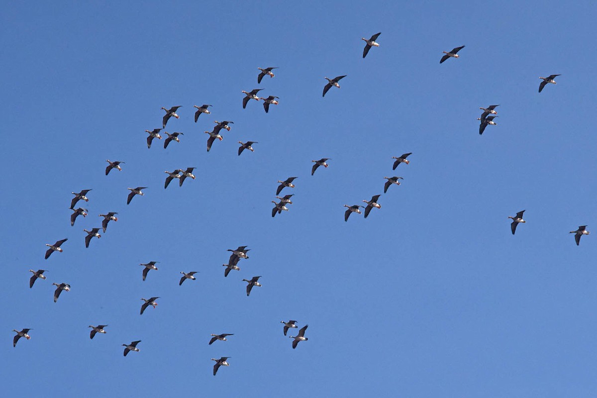 Greater White-fronted Goose - Troy Hibbitts