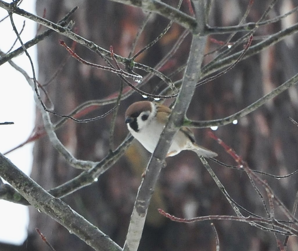 Eurasian Tree Sparrow - Kurt Hennige