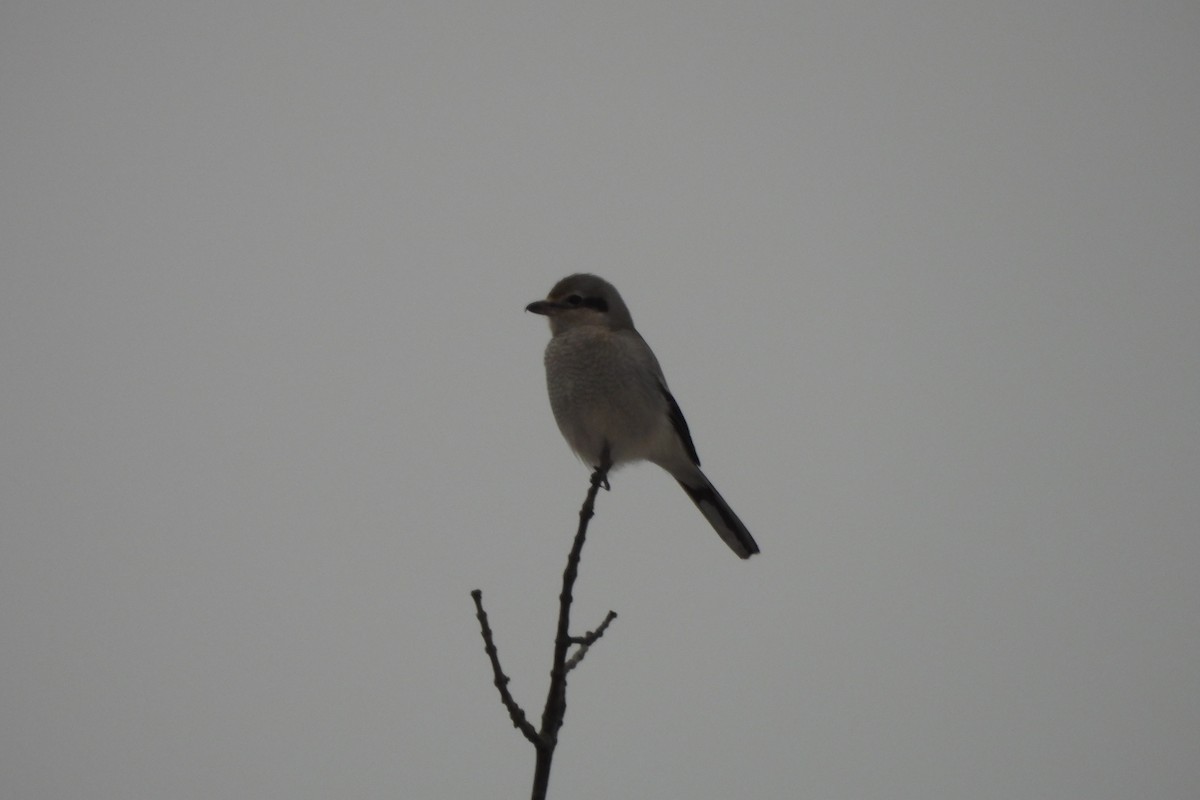 Northern Shrike - Dave Milsom