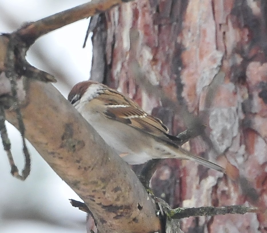 Eurasian Tree Sparrow - Kurt Hennige