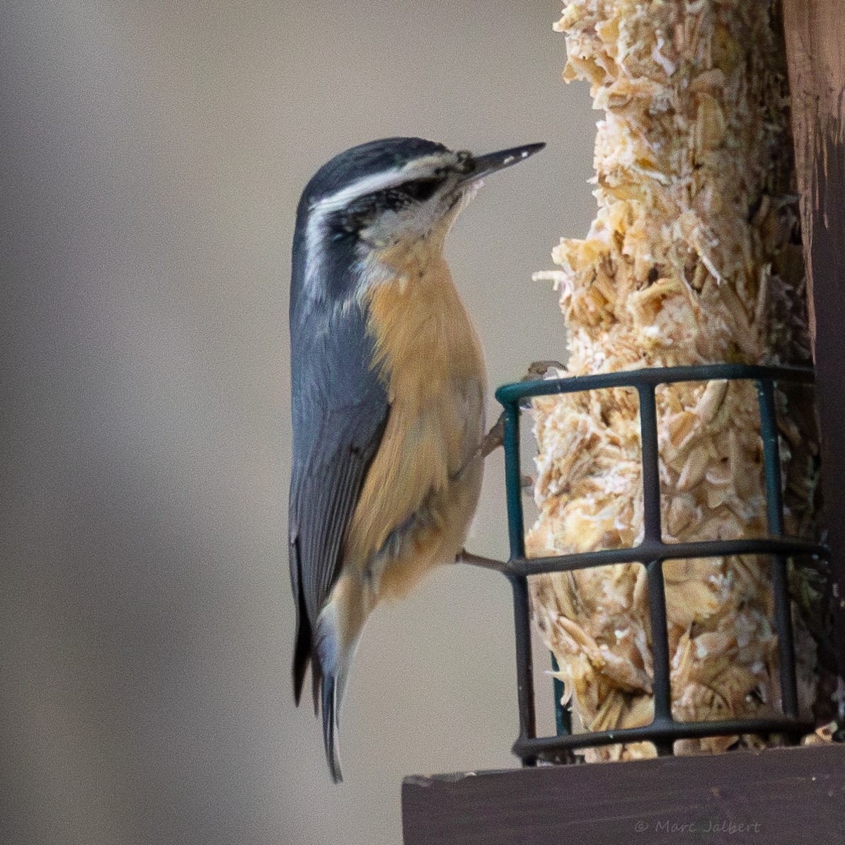 Red-breasted Nuthatch - Marc Jalbert