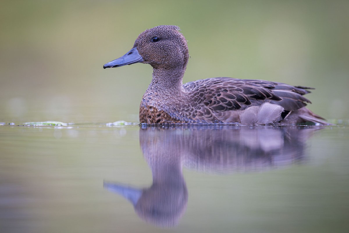 Andean Teal (Andean) - ML614073657