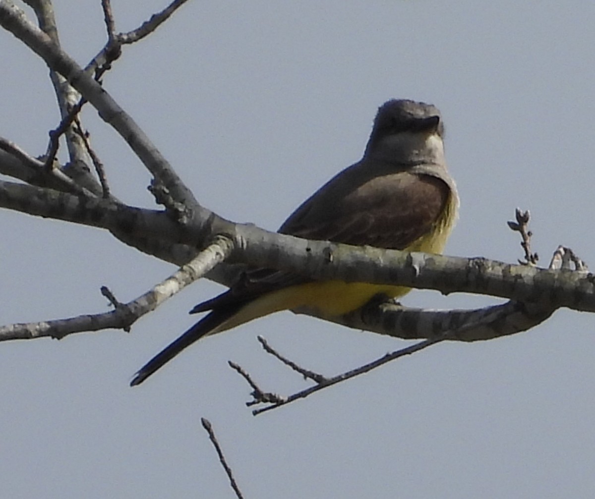 Western Kingbird - ML614073660