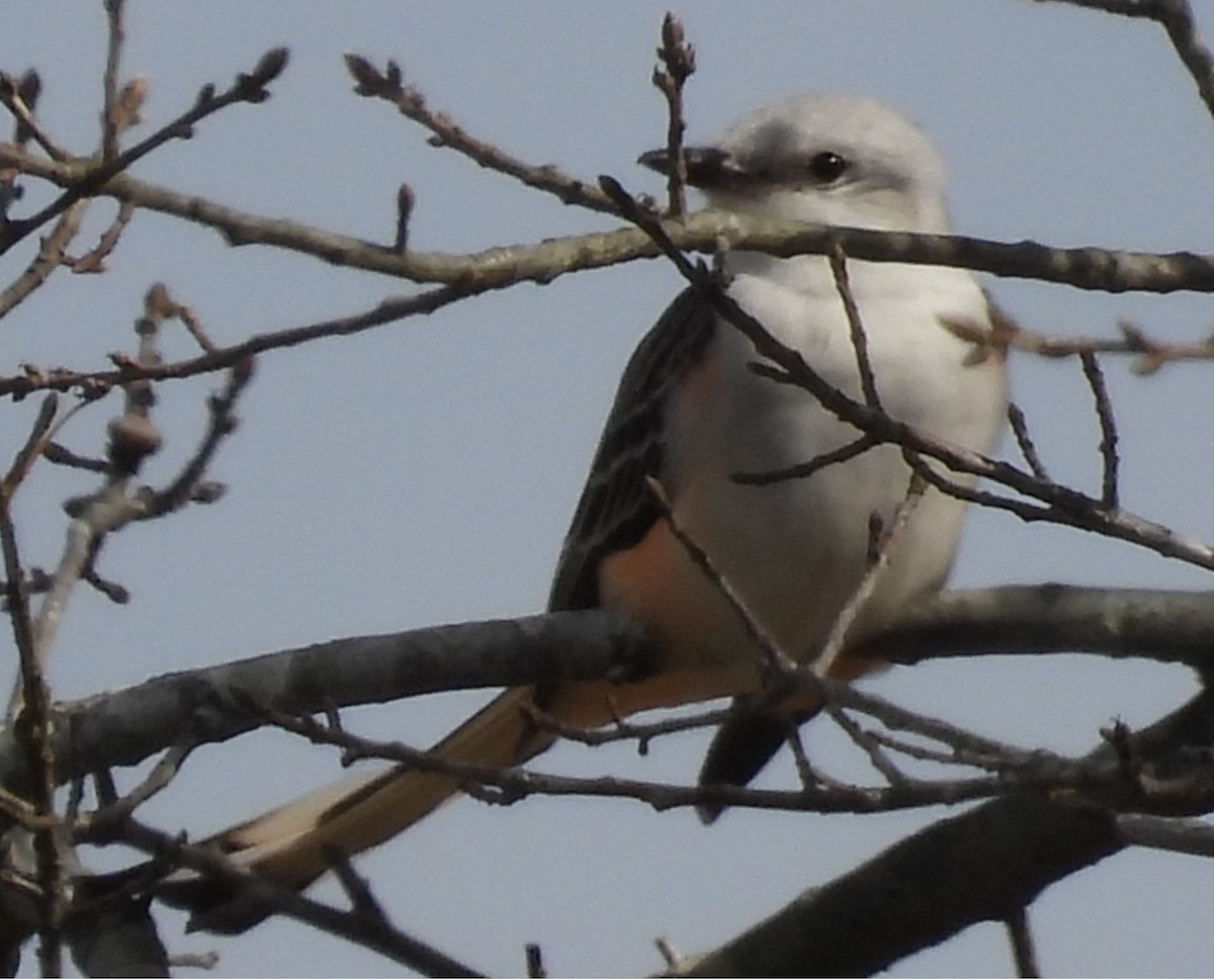 Scissor-tailed Flycatcher - Debbie Segal