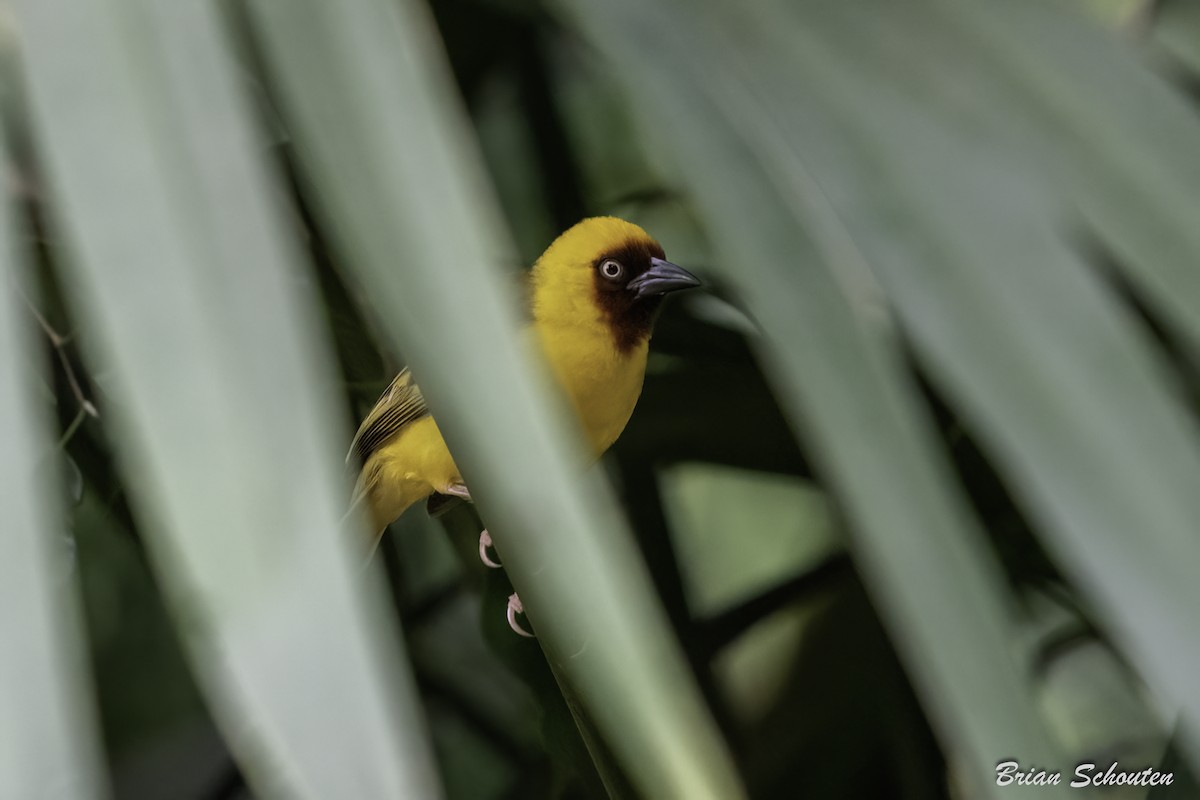 Northern Brown-throated Weaver - Brian Schouten