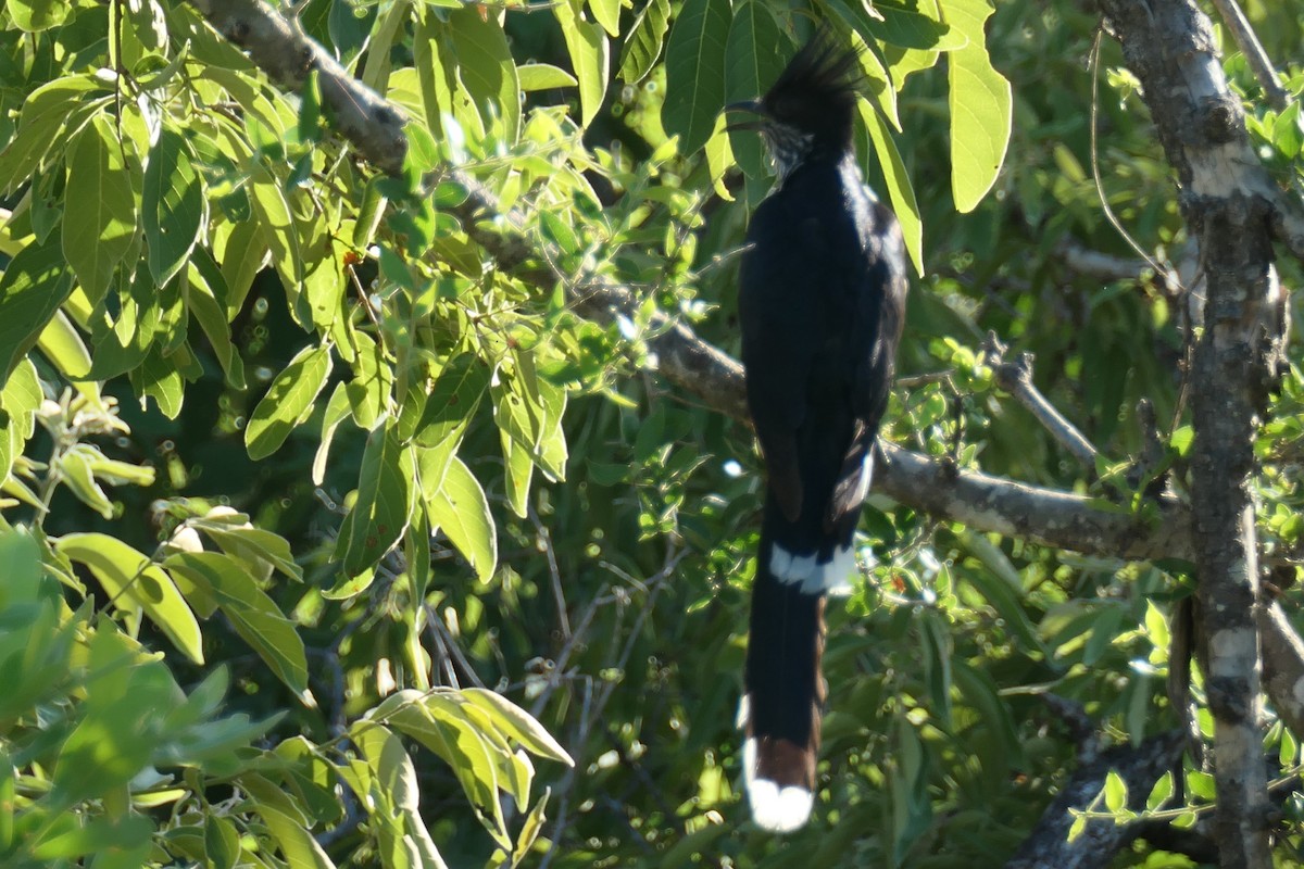 Levaillant's Cuckoo - ML614073834