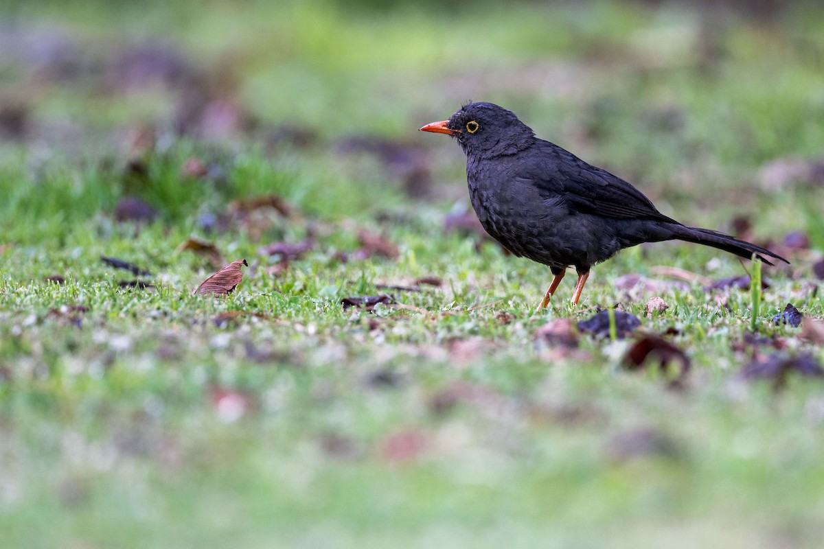 Great Thrush - ML614073836