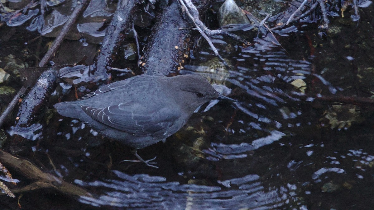 American Dipper - ML614073909