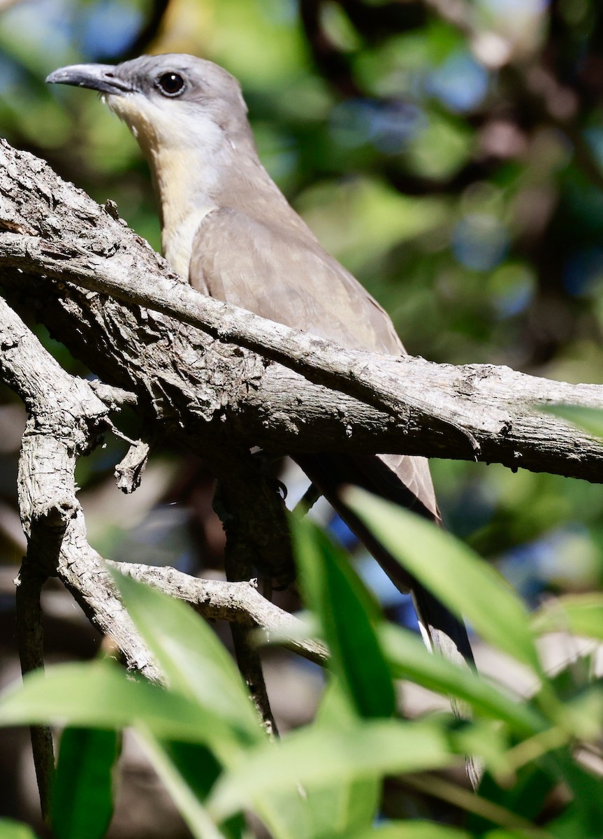 Dark-billed Cuckoo - ML614073913