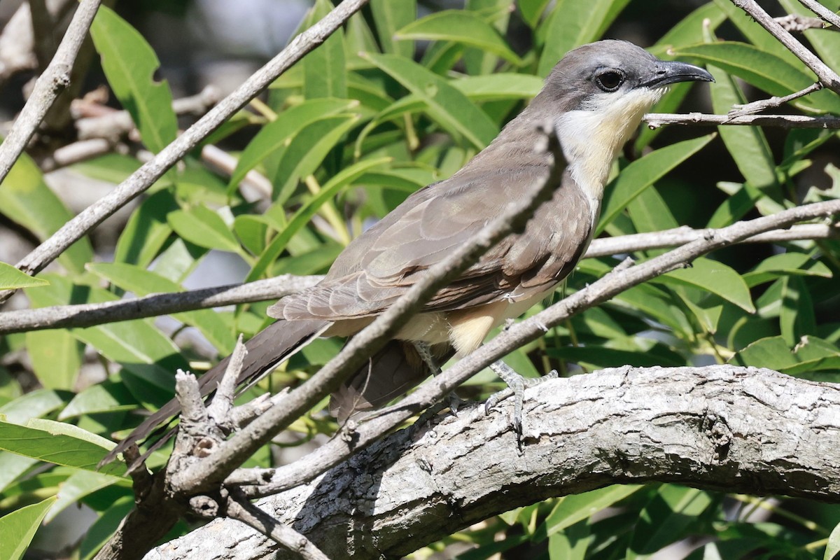 Dark-billed Cuckoo - ML614073914