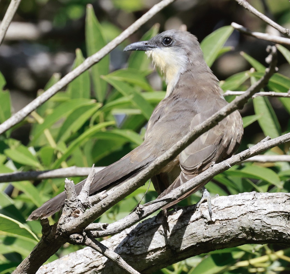 Dark-billed Cuckoo - ML614073915