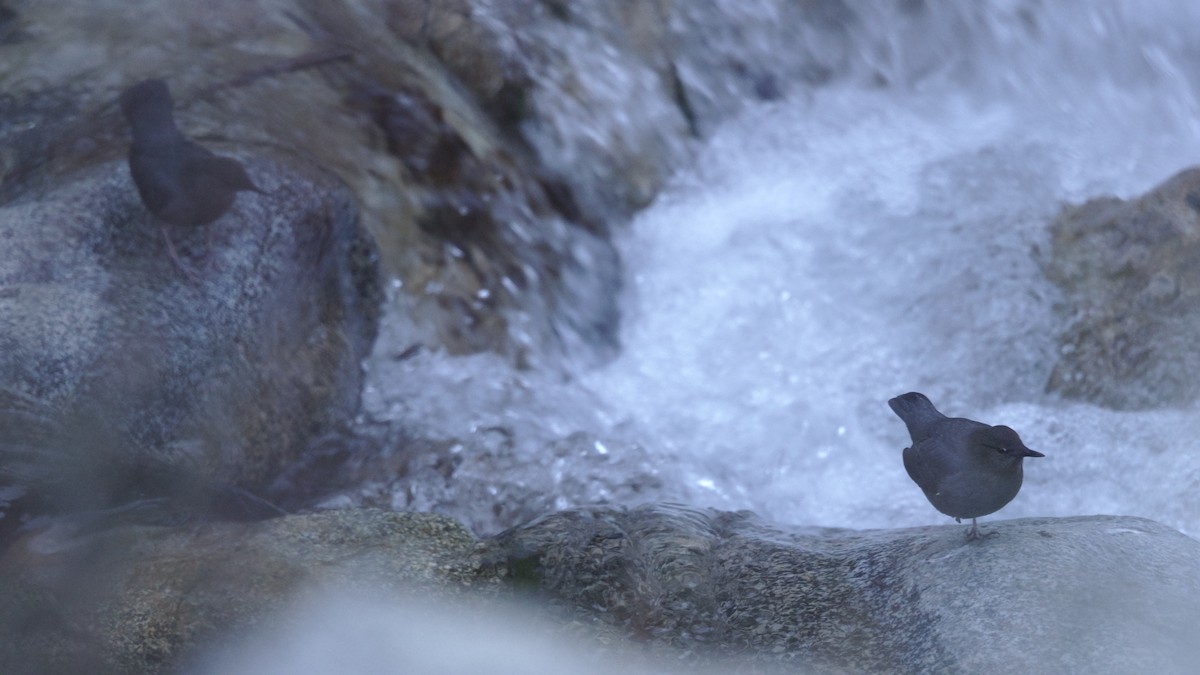 American Dipper - ML614073920