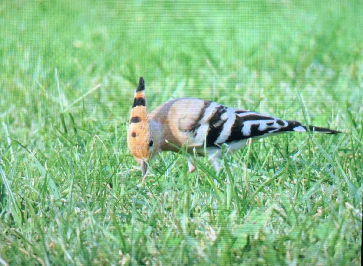 Common Hoopoe - ML614074003