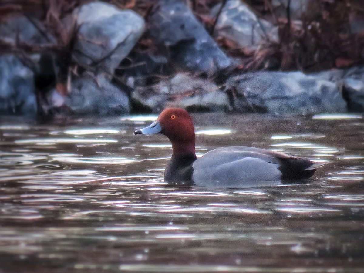 Redhead - Samuel Keener