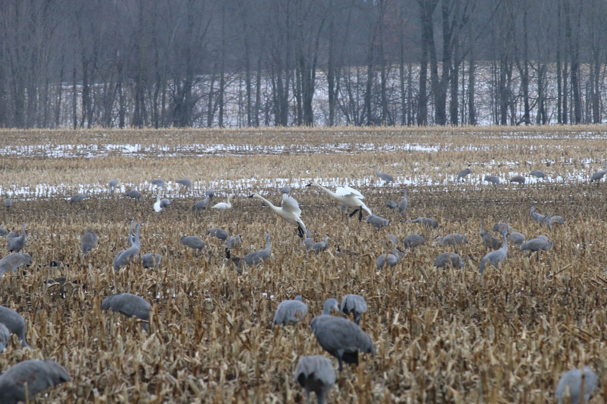 Tundra Swan - ML614074052