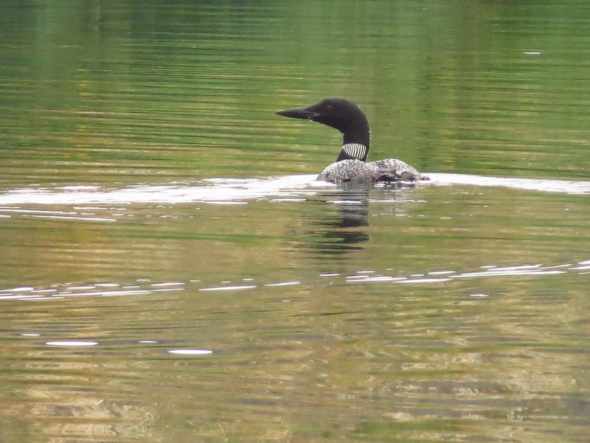 Common Loon - ML614074093