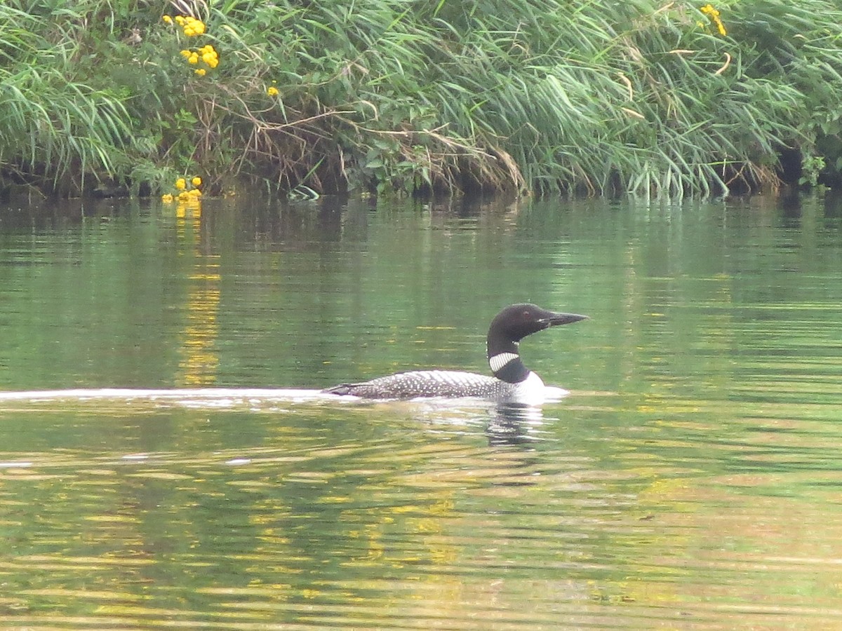 Common Loon - ML614074094