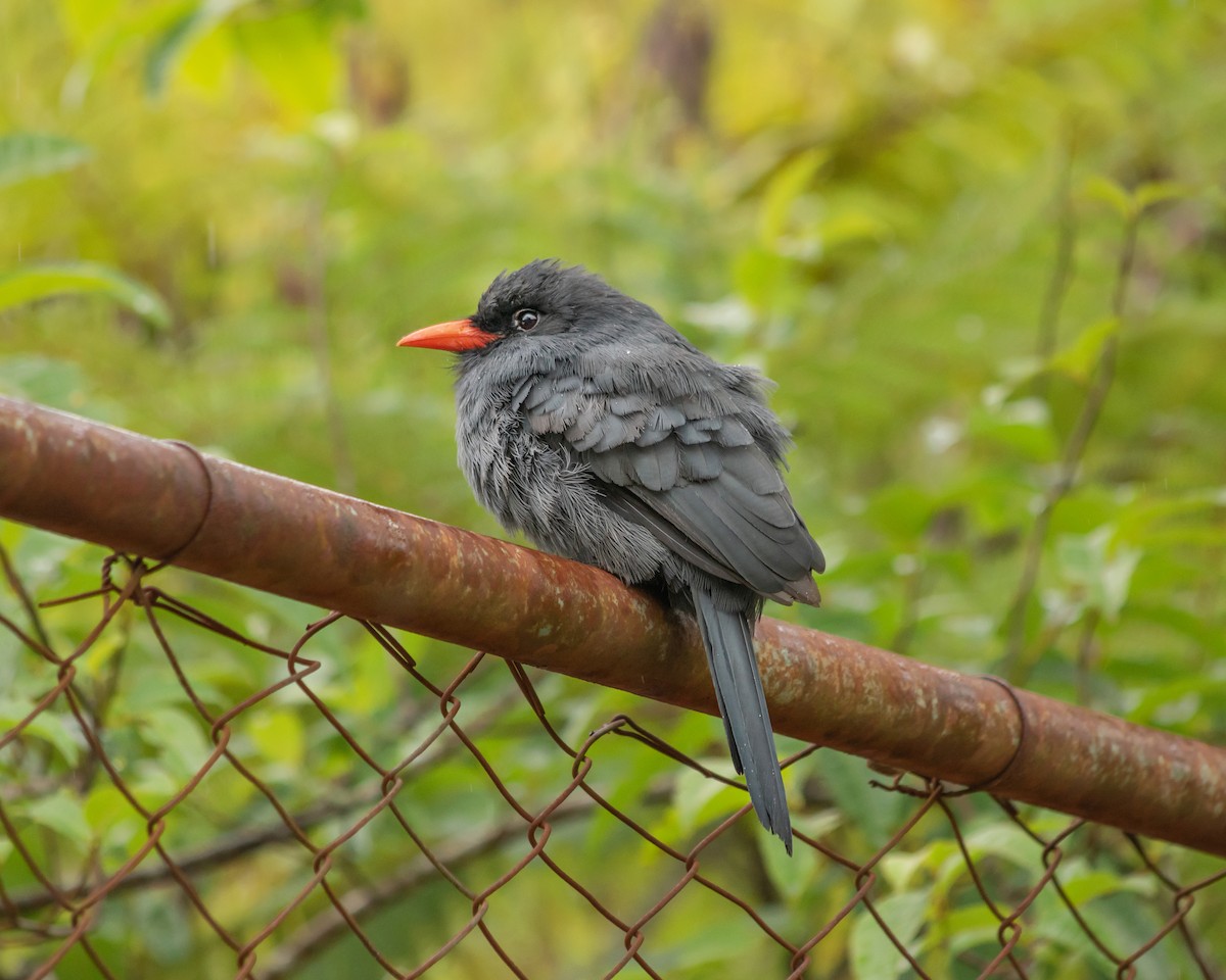 Black-fronted Nunbird - ML614074095