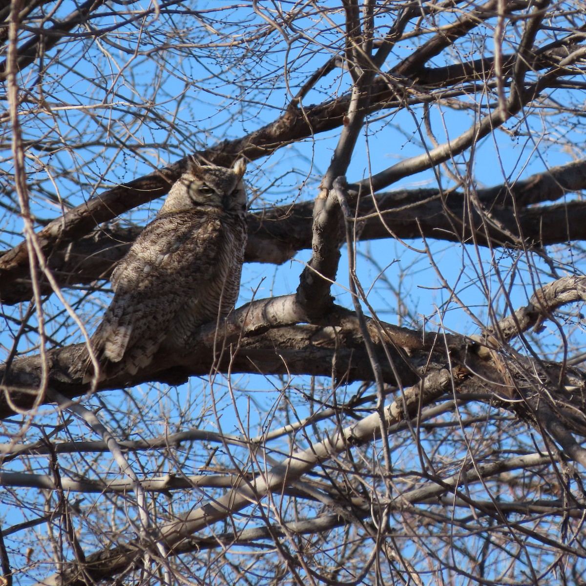 Great Horned Owl - Renee Casias