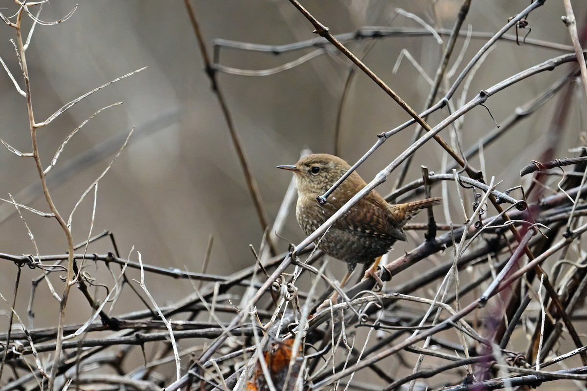 Winter Wren - ML614074206