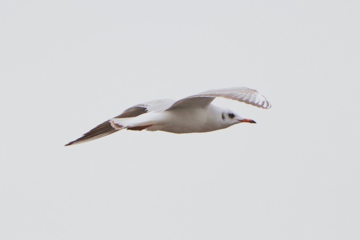 Mouette rieuse - ML614074234