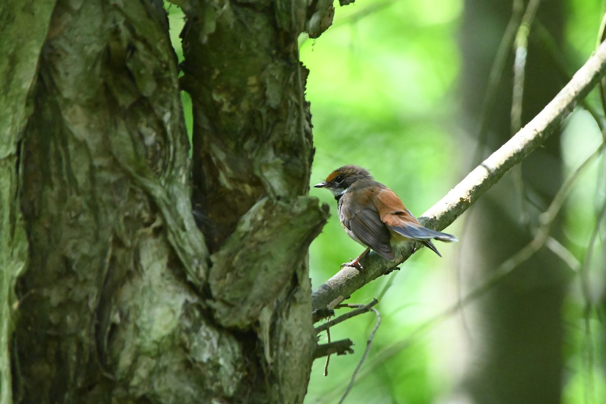 Australian Rufous Fantail - ML614074251