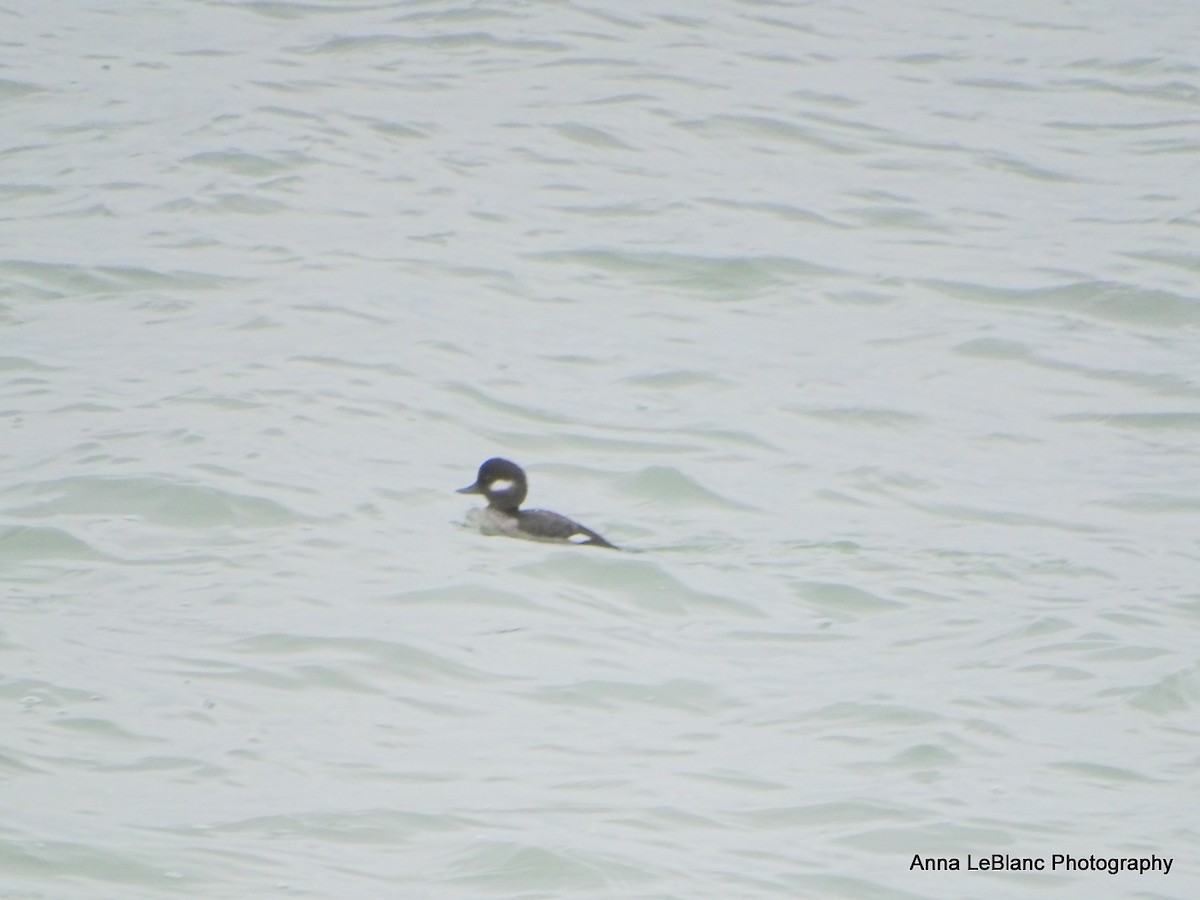 Bufflehead - ML614074296