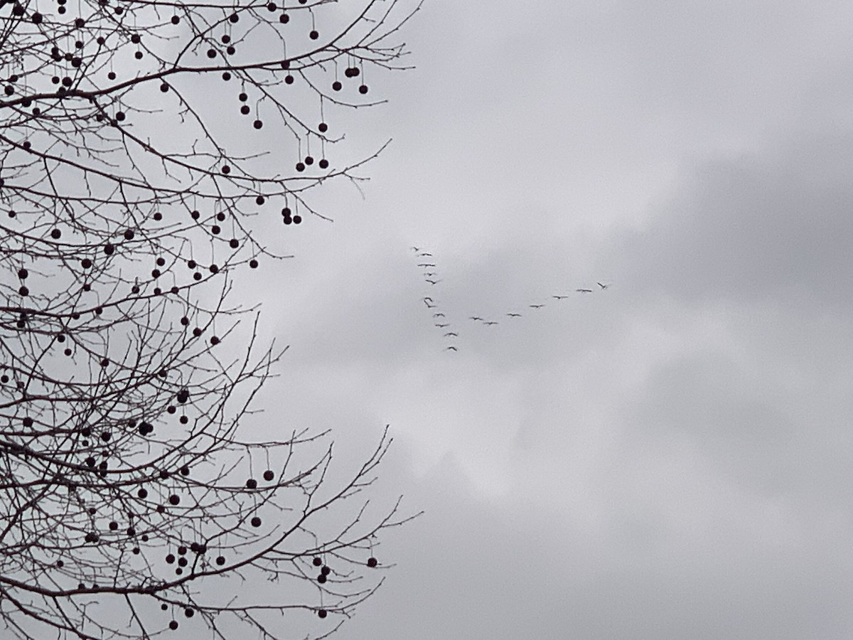 Sandhill Crane - ML614074342