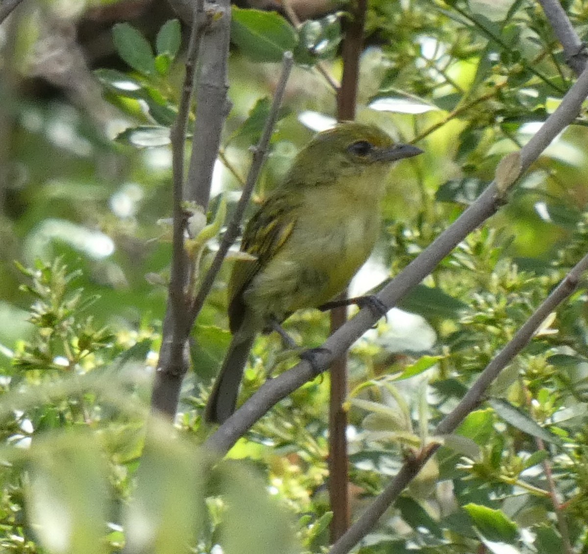 Tyranneau à poitrine jaune - ML614074369