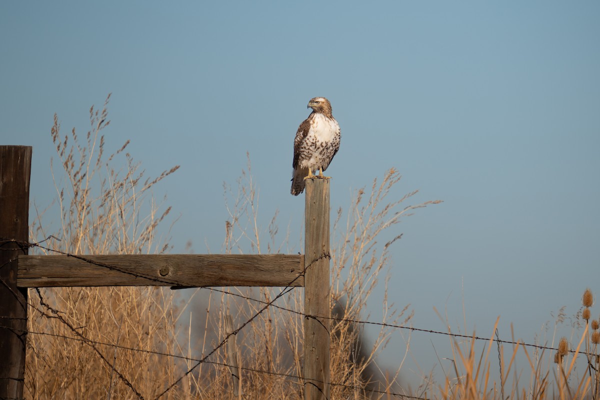 Red-tailed Hawk - ML614074380