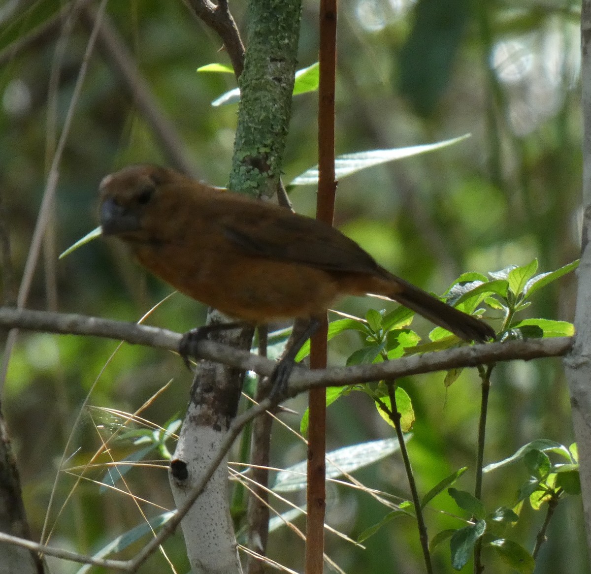 Ultramarine Grosbeak - ML614074394