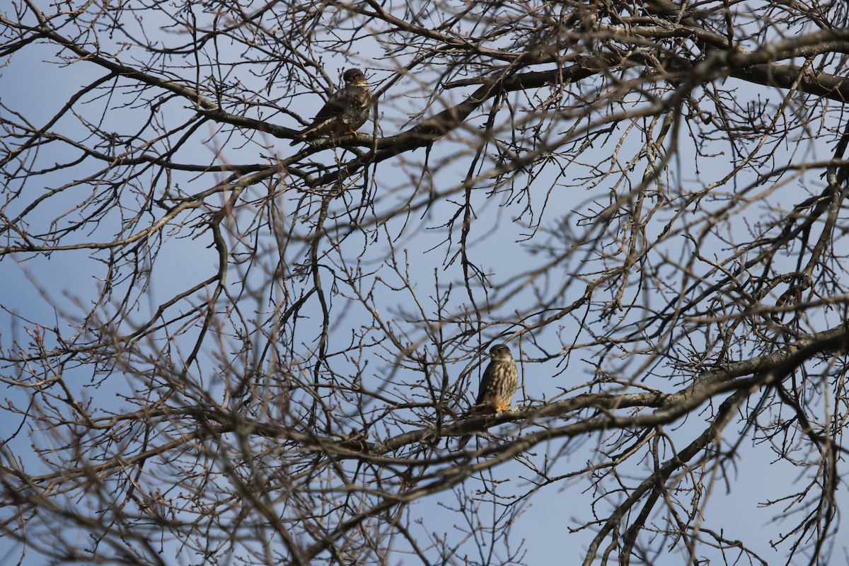 Merlin - Rayka Petkova