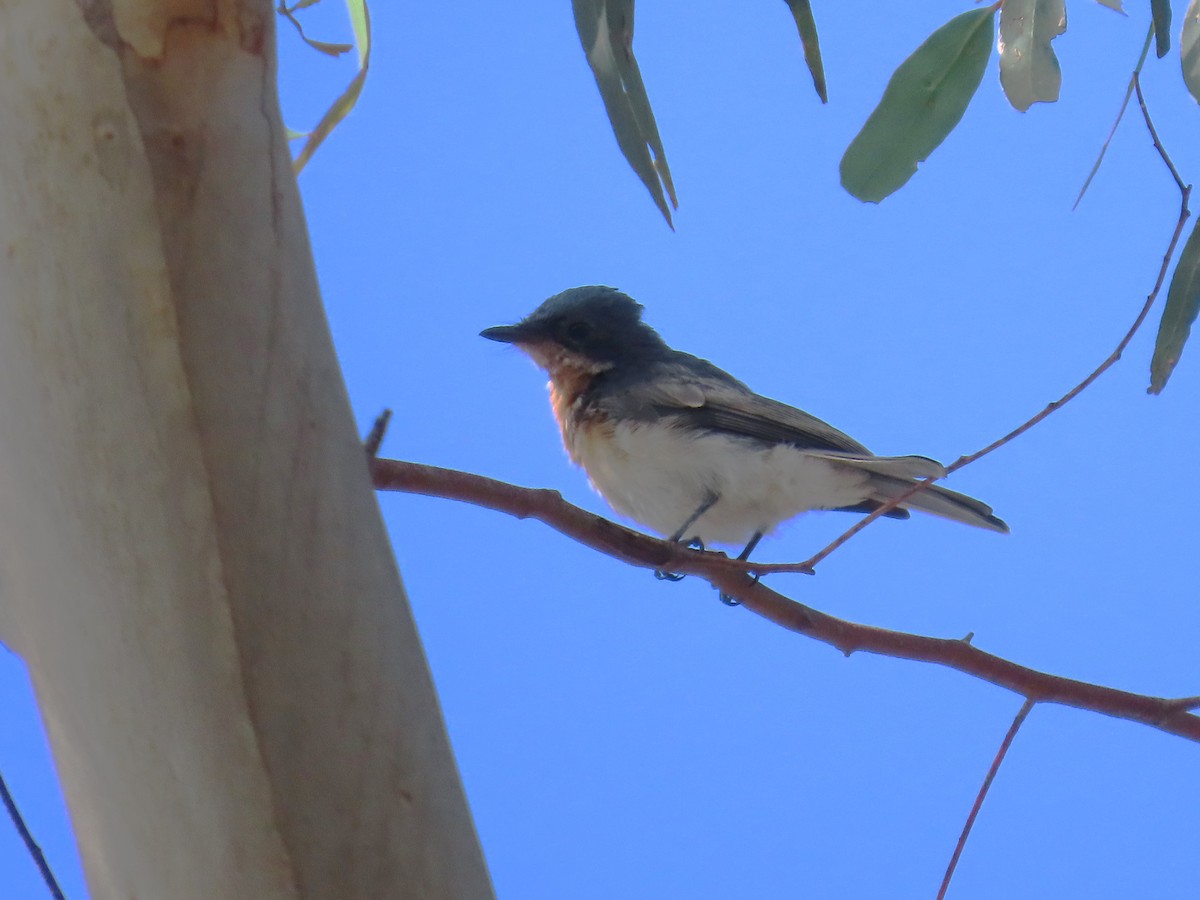 Leaden Flycatcher - ML614074418